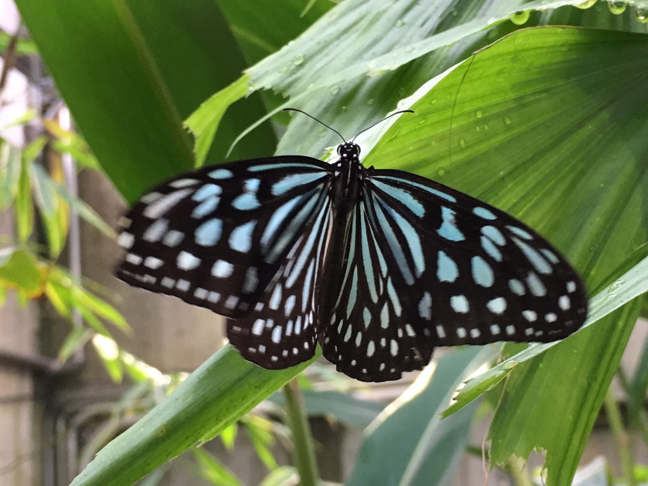 オオゴマダラ4頭外27頭