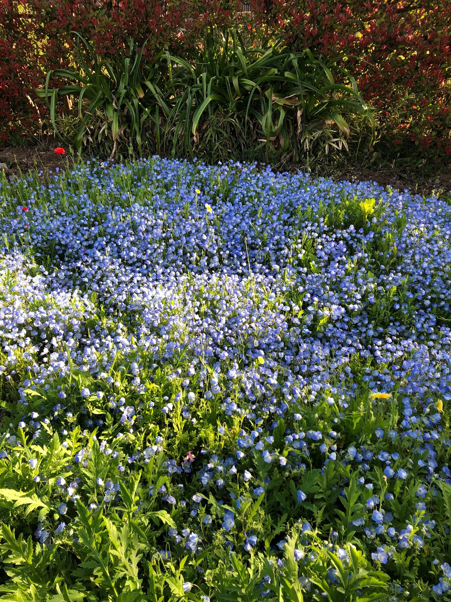 春の青い花 上品倶楽部