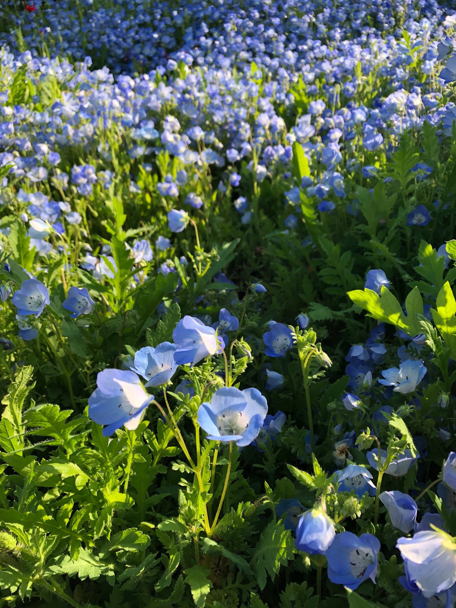 春の青い花 上品倶楽部