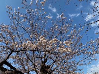 桜は
