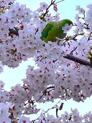 満開の桜とインコのお話