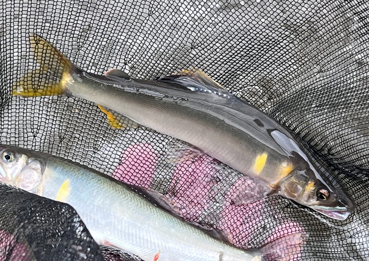 旧家整理品・鮎釣り名人前所有・まとめて替穂先のみ！鮎竿