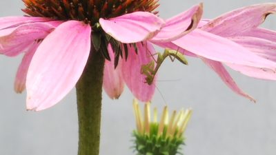 毎朝会ってた