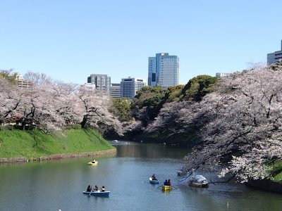 ２０２５年桜、さくら、SAKURA