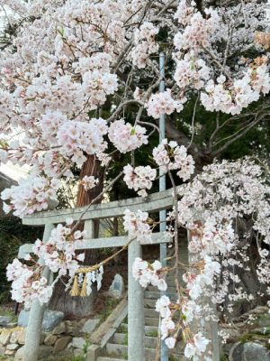 百花繚乱