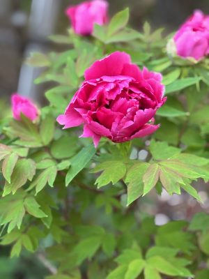 花粉も落ち着き