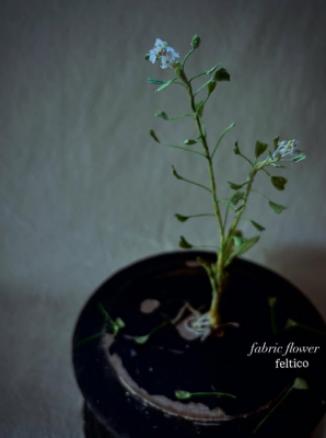 ぺんぺん草