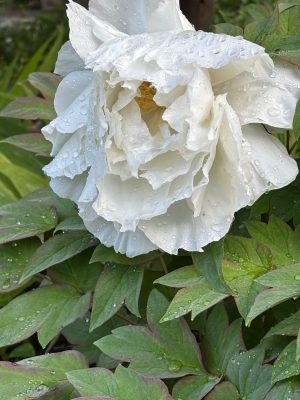 牡丹、芍薬