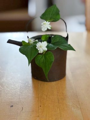初夏の風物詩