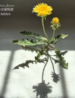 布花植物譜　たんぽぽ