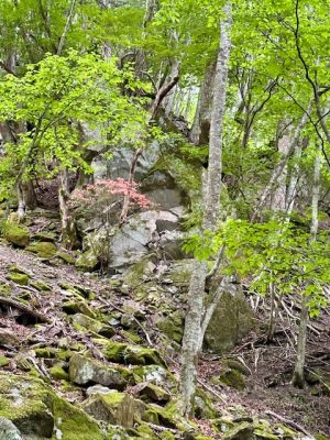ピークを目指さない登山