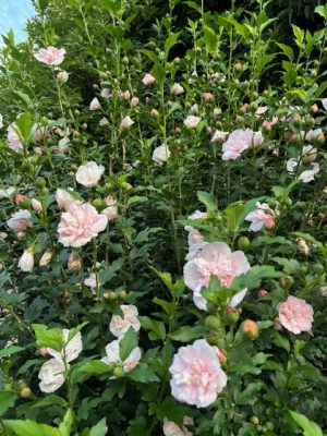 夏の花に心寄せる