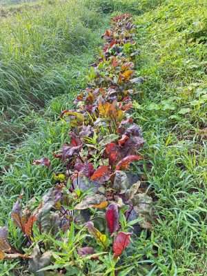 草刈り、収穫、手入れ、、、、、