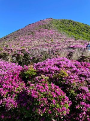 紅染めて、山おおいに笑う