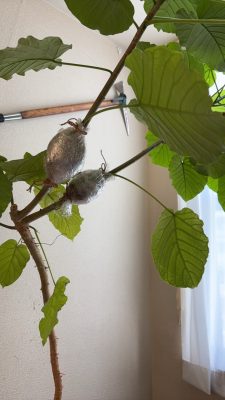 取り木というマジック