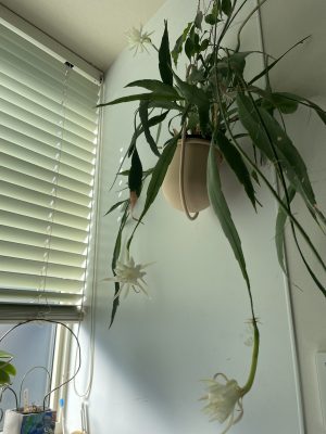 いつのまにか・・・