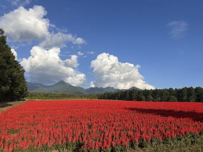 八ヶ岳フラワーガーデンプロジェクトに行ってきました