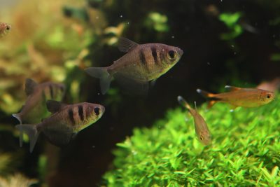 ブラックテトラ