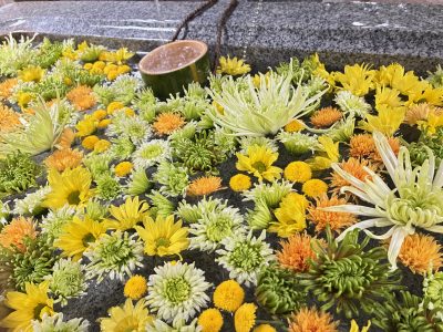 菊手水