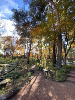 11月の八ヶ岳は紅葉をお楽しみください