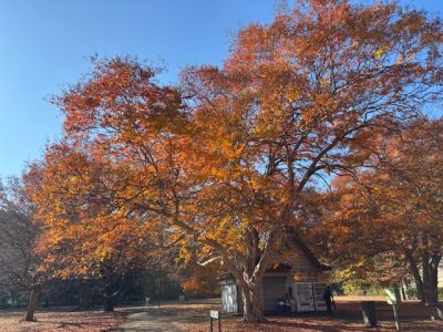 それぞれの紅葉