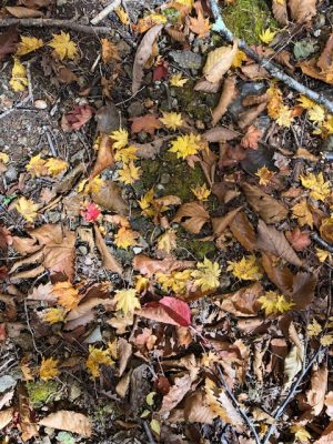 メディアの責任