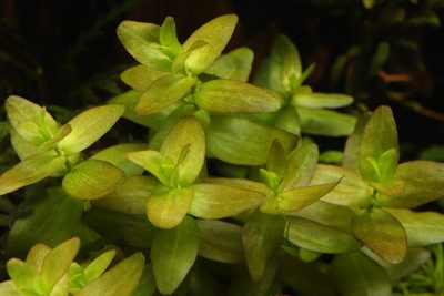 バコパカロリニアナ