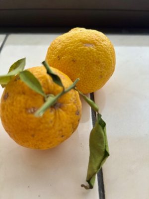 柚子の季節