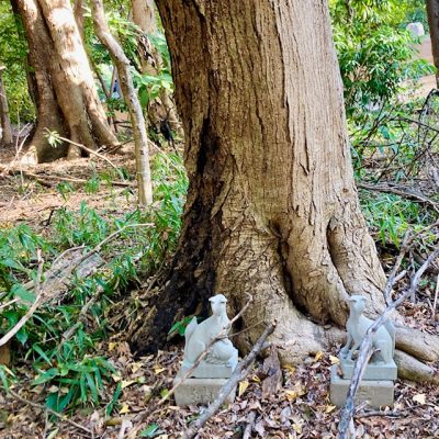 お狐さまに出会えました