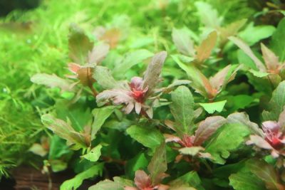 3花のハイグロフィラ